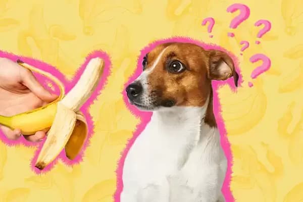 Can Dogs Eat Bananas?