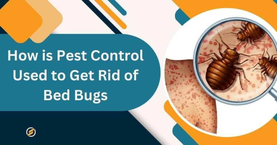 Get Rid of Bed Bugs